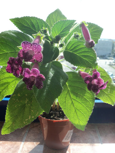 DSC07277 - Karl Lindberg