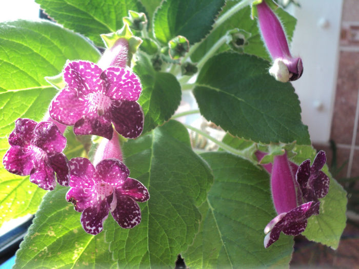 DSC07278 - Karl Lindberg