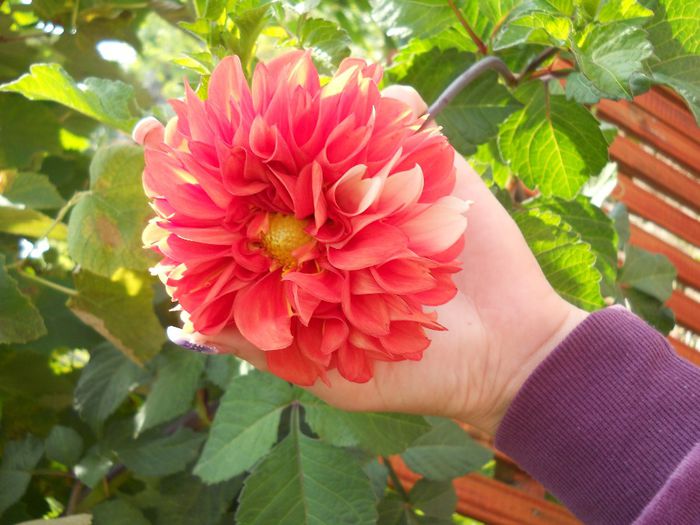 dalie portocalie cu cateva petale albe - floricele din gradina 2013