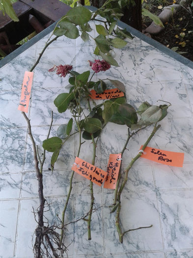 multumesc, Flora !!