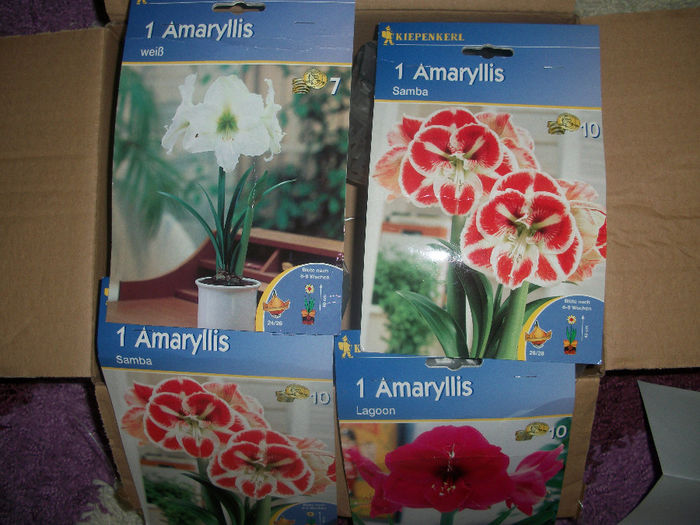 100_3884 - achizitii noi amaryllis
