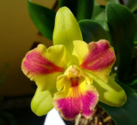  - Orhideea Burana Beauty