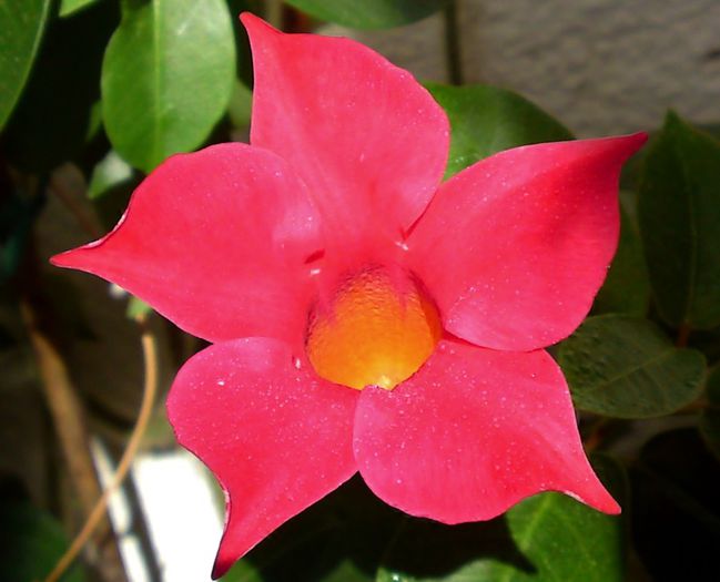 Dipladenia - Plante diverse