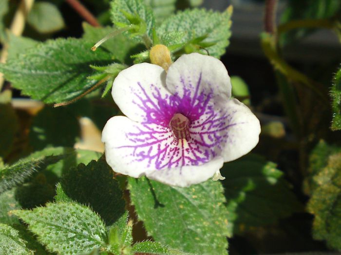 Achimenes Ambroise Verschaffelt - Plante diverse