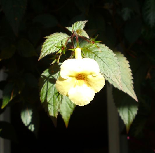Yellow Beauty - Plante diverse