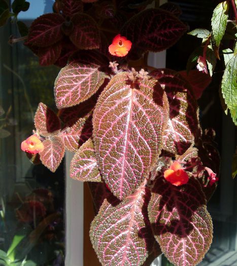 Episcia Kee Wee - Plante diverse