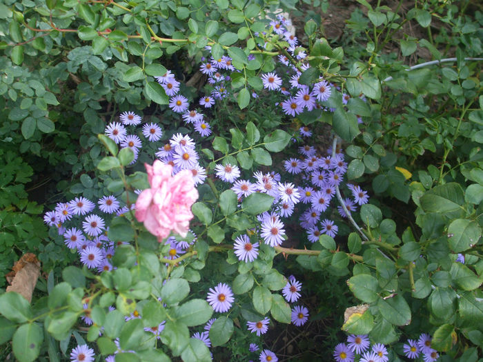 DSCF2842