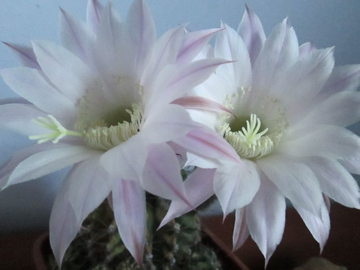 IMG_9504 - Florile mele in septembrie