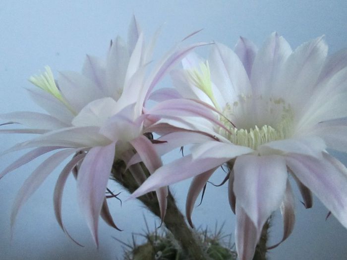 IMG_9508 - Florile mele in septembrie