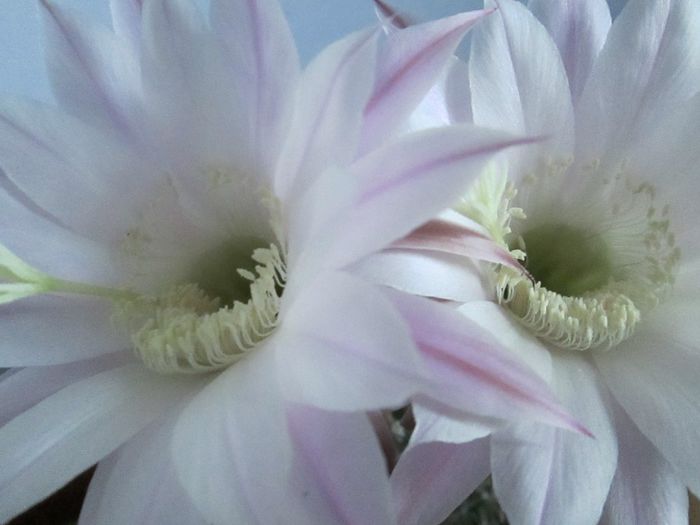 IMG_9509 - Florile mele in septembrie