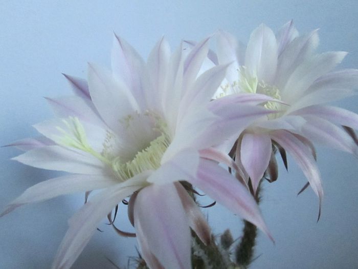 IMG_9510 - Florile mele in septembrie