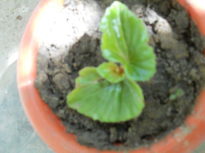 un mic puiut e begonia - pierduta - flori de interior 2013