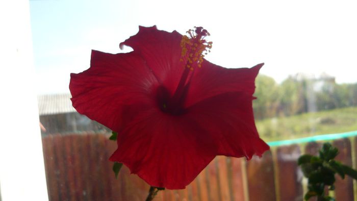 Picture 2581 - x 2013 hibiscus rosa sinesis 3