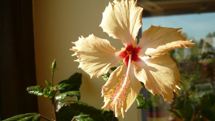 sri lanka - x 2013 hibiscus rosa sinesis 3