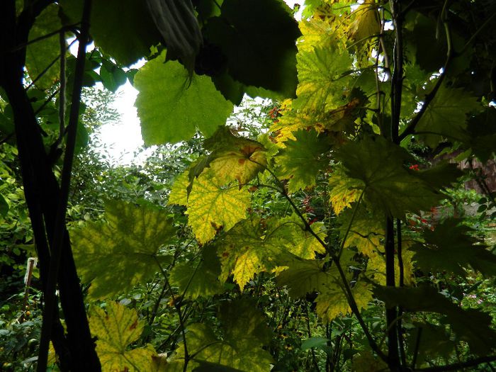 DSCN2507 - SFARSITUL LUNII SEPTEMBRIE 2013