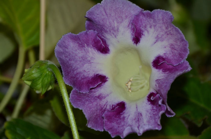 Gloxinia Wings of Dragonfly a doua floare