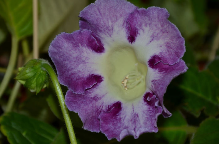 Gloxinia Wings of Dragonfly