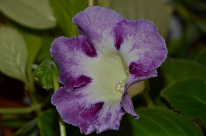 Gloxinia Wings of Dragonfly - Gloxinii 2013