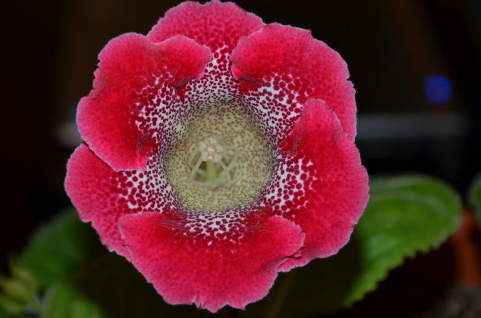 Tigrina Red  Tiberiu - Gloxinii 2013