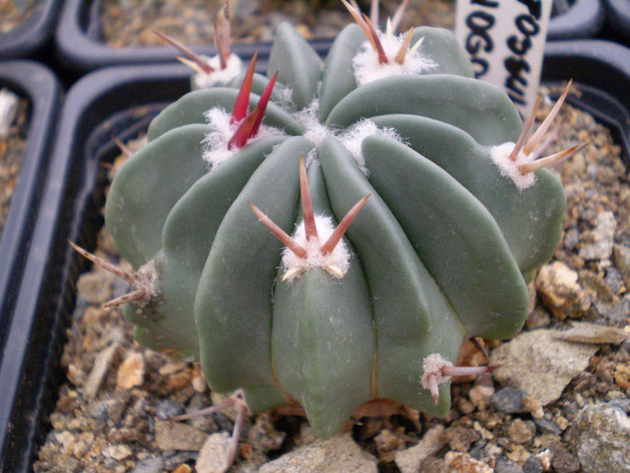 Echinofossulocactus coptonogonus - Echinofoss 2013