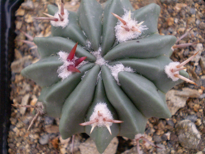 Echinofossulocactus coptonogonus - Echinofoss 2013