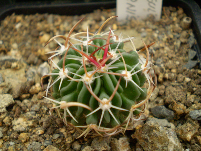 Echinofossulocactus grandicornis - Echinofoss 2013