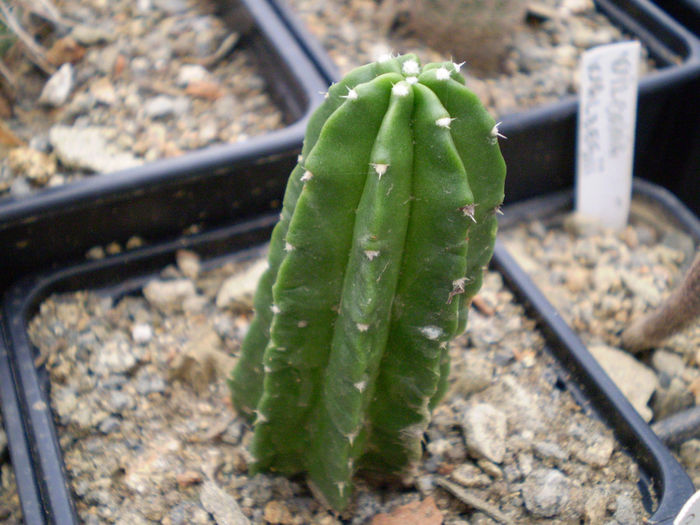 Echinocereus morricalii