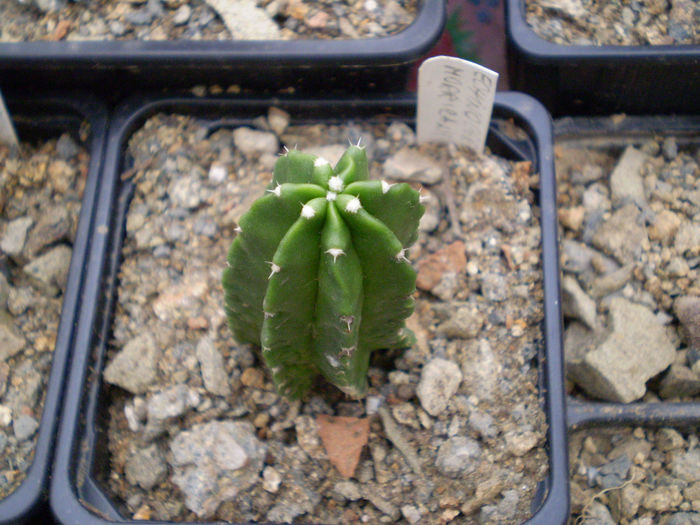 Echinocereus morricalii - Echinocereus 2013