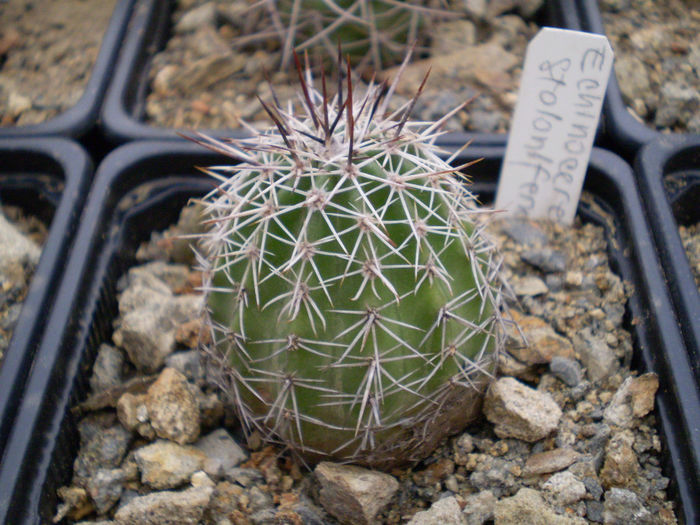 Echinocereus stoloniferum - Echinocereus 2013