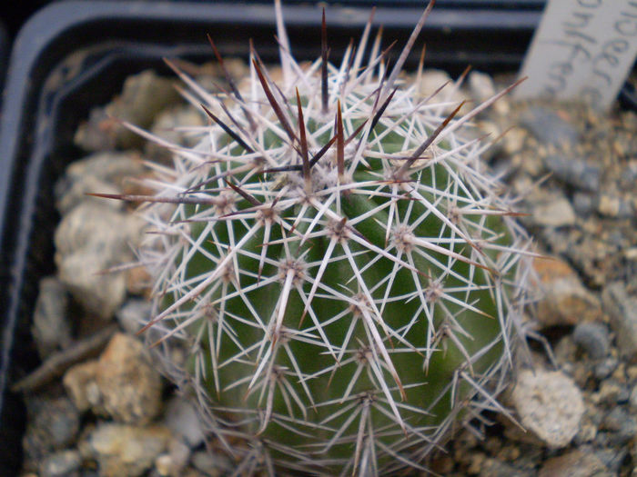 Echinocereus stoloniferum