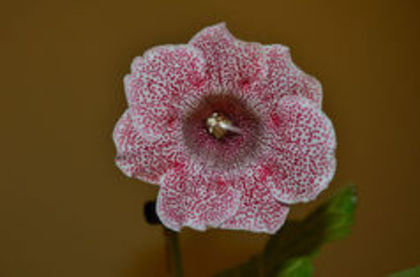 TV BERRY - ACHIZITII Gloxinii 2013