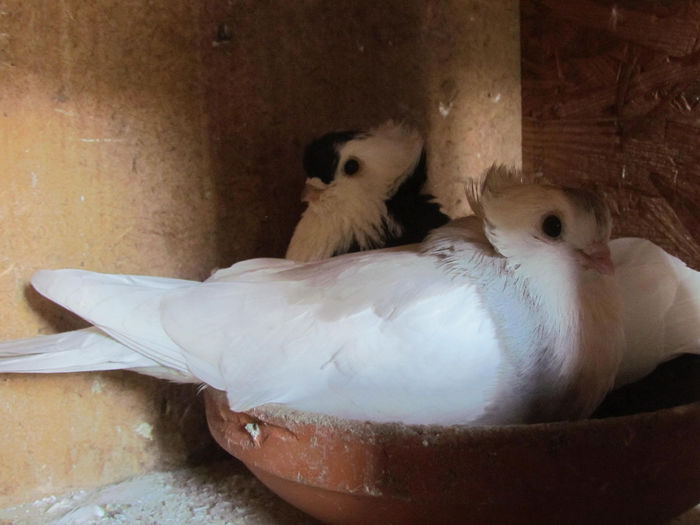 -- 1823 - Jucatori de Kiskunfelegyhaza