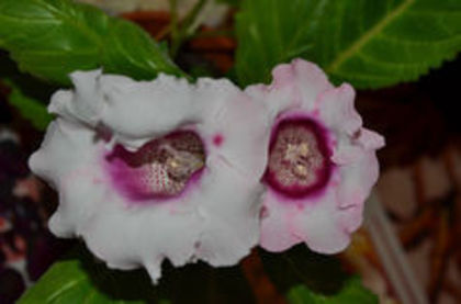 PINK PICOTEE - ACHIZITII Gloxinii 2013