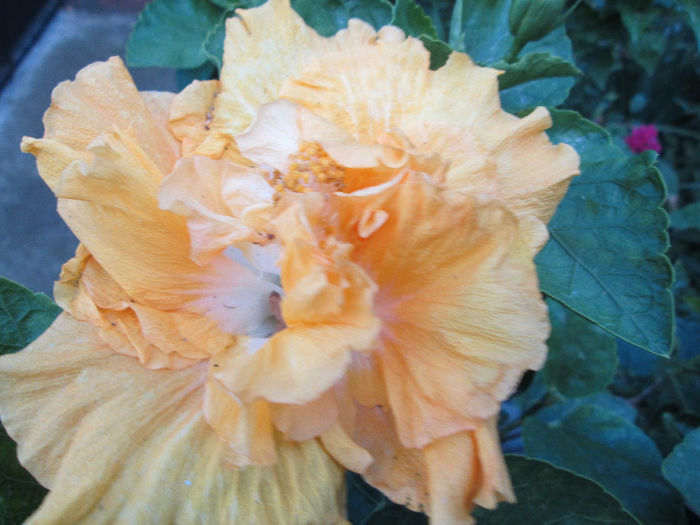 hibiscus - inceput de septembrie 2013