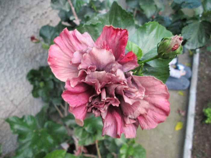 hibiscus - inceput de septembrie 2013
