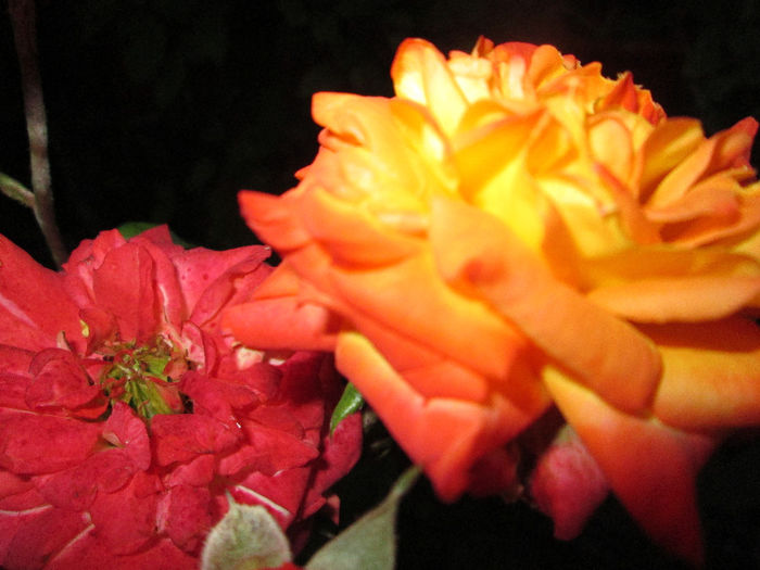 trandafir cu schimbare de culoare - inceput de septembrie 2013