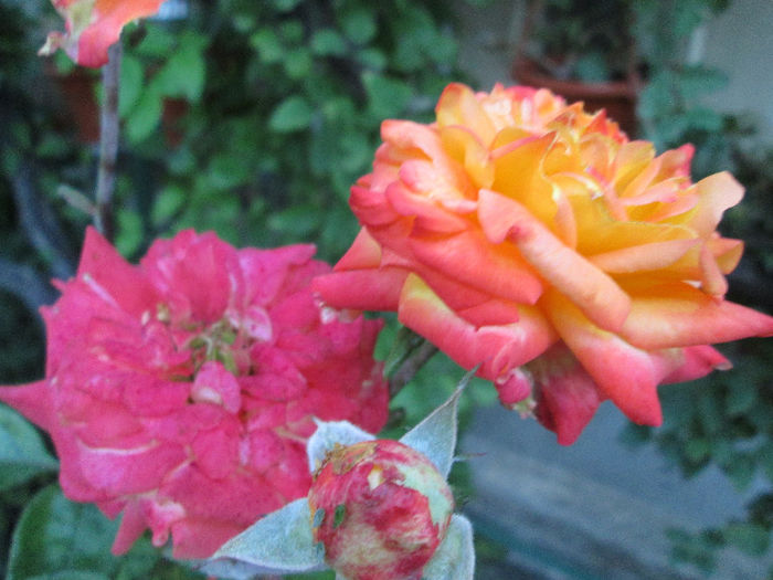 trandafir cu schimbare de culoare 2 - inceput de septembrie 2013