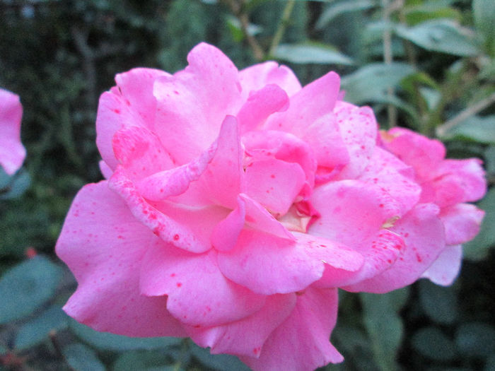 trandafir - inceput de septembrie 2013