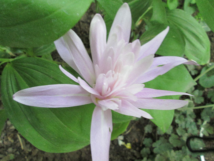 cholchicum de toamna - inceput de septembrie 2013