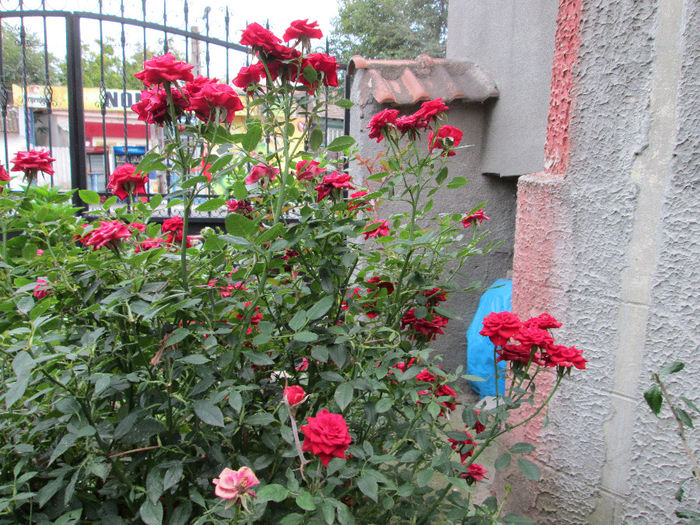 trandafiri - inceput de septembrie 2013