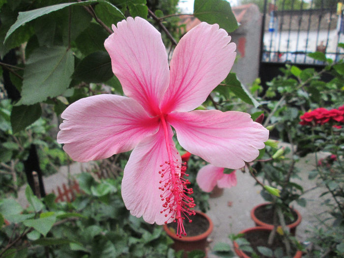 hibiscus - inceput de septembrie 2013