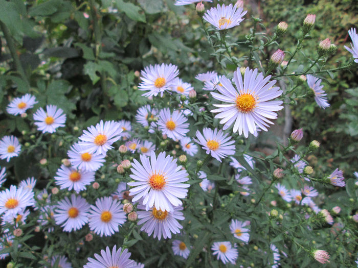 aster - inceput de septembrie 2013