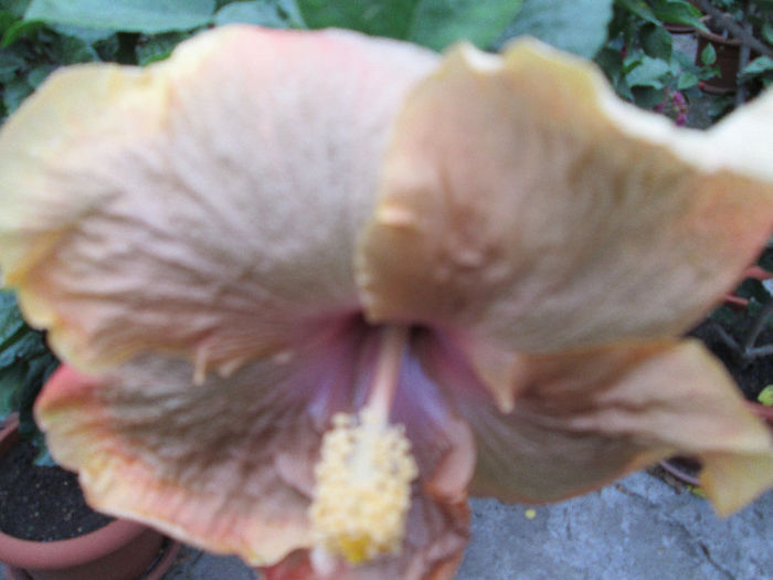 hibiscus - inceput de septembrie 2013