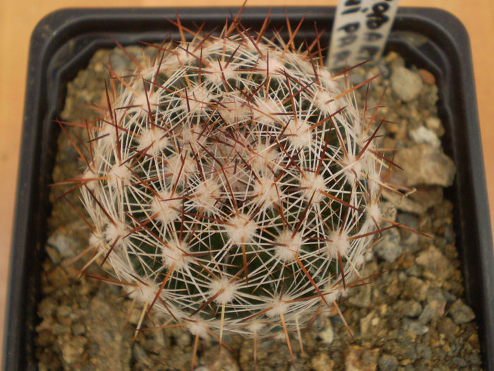 ESCOBARIA VIVIPARA