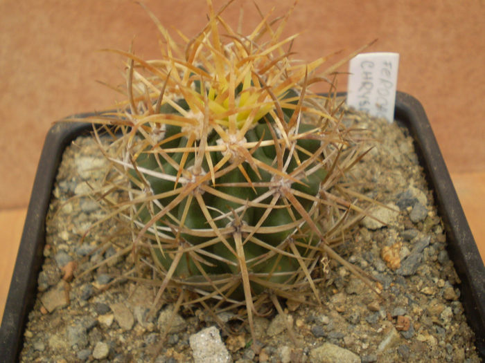 FEROCACTUS CHRYSACANTHUS - Ferocactus 2013