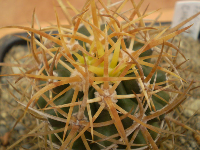 FEROCACTUS CHRYSACANTHUS