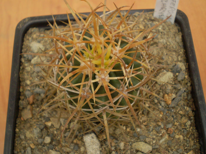 FEROCACTUS CHRYSACANTHUS - Ferocactus 2013