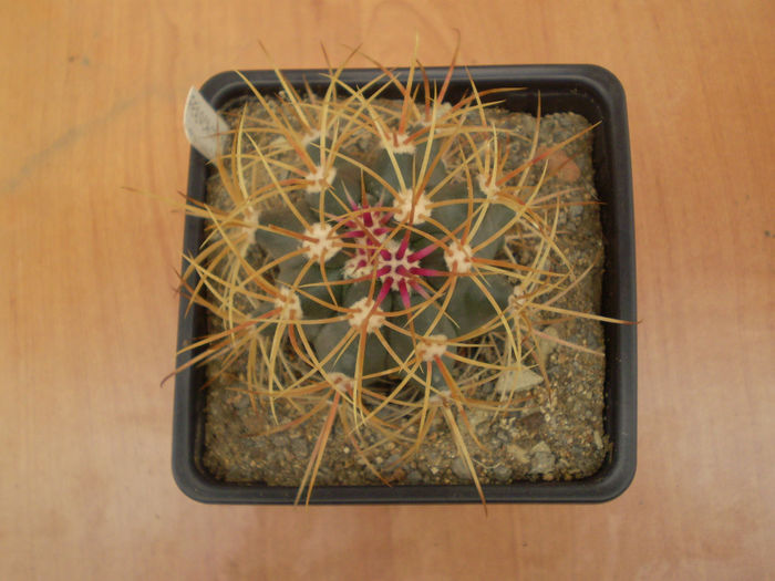 FEROCACTUS CYLINDRACEUS