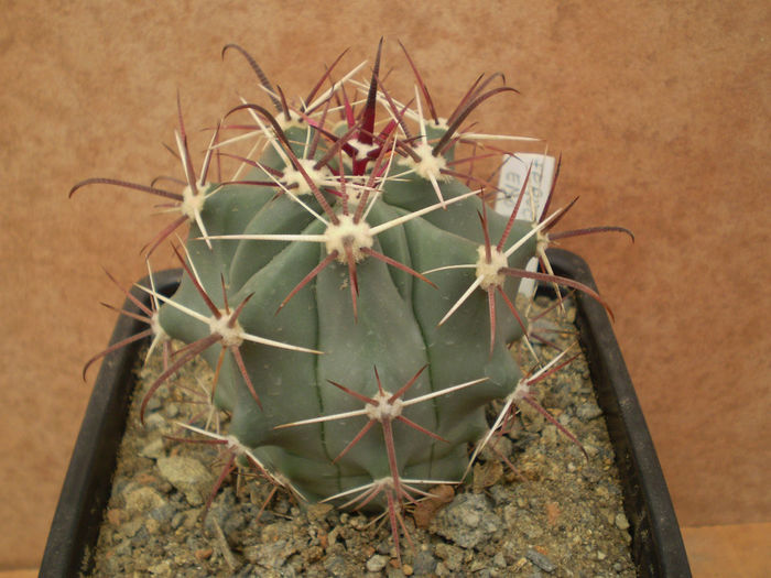 FEROCACTUS EMORYI - Ferocactus 2013