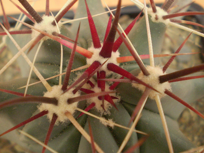 FEROCACTUS EMORYI - Ferocactus 2013